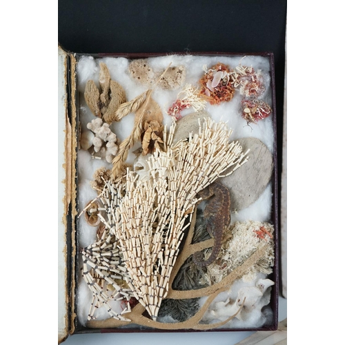 410 - A small group of antique botanic prints together with boxed coral and seahorse.