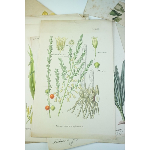 410 - A small group of antique botanic prints together with boxed coral and seahorse.