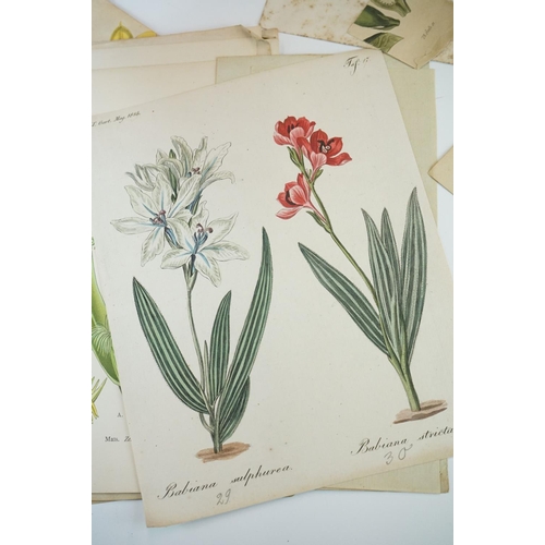 410 - A small group of antique botanic prints together with boxed coral and seahorse.