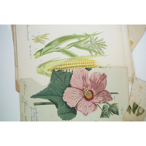 410 - A small group of antique botanic prints together with boxed coral and seahorse.