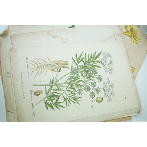 410 - A small group of antique botanic prints together with boxed coral and seahorse.