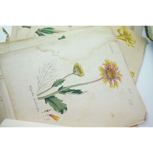 410 - A small group of antique botanic prints together with boxed coral and seahorse.