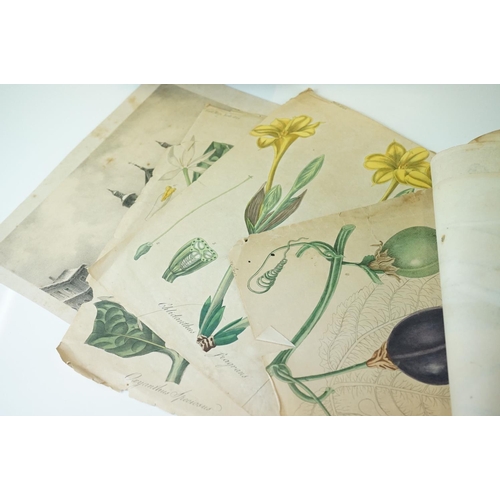 410 - A small group of antique botanic prints together with boxed coral and seahorse.