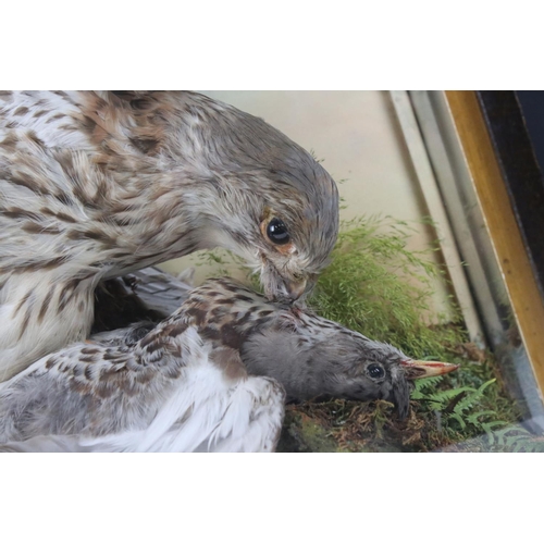 140 - Taxidermy - Cased Sparrowhawk attacking another bird mounted in a naturalistic setting, 38cm wide x ... 