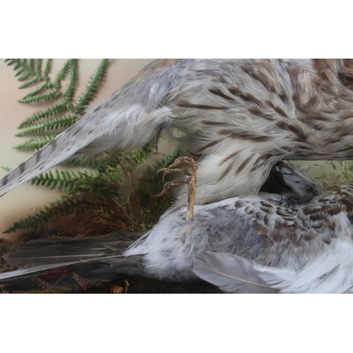 140 - Taxidermy - Cased Sparrowhawk attacking another bird mounted in a naturalistic setting, 38cm wide x ... 