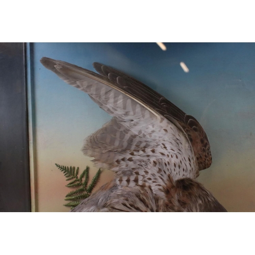 140 - Taxidermy - Cased Sparrowhawk attacking another bird mounted in a naturalistic setting, 38cm wide x ... 