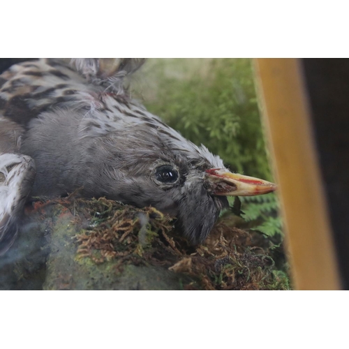 140 - Taxidermy - Cased Sparrowhawk attacking another bird mounted in a naturalistic setting, 38cm wide x ... 