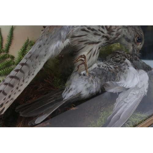 140 - Taxidermy - Cased Sparrowhawk attacking another bird mounted in a naturalistic setting, 38cm wide x ... 