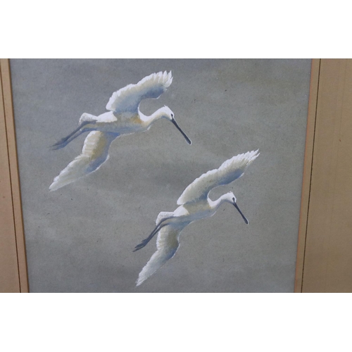 126 - Ian Houston (1934-2021) Watercolour of two Spoonbills in flight, signed and dated 1954, 17cm x 24cm,... 