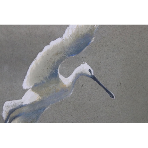 126 - Ian Houston (1934-2021) Watercolour of two Spoonbills in flight, signed and dated 1954, 17cm x 24cm,... 