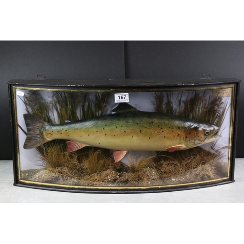 167 - Taxidermy - Sea Trout in a naturalistic setting, housed within an ebonised & glazed bow-fronted wood... 