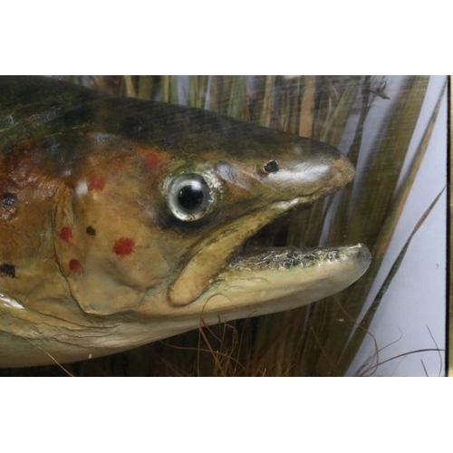 167 - Taxidermy - Sea Trout in a naturalistic setting, housed within an ebonised & glazed bow-fronted wood... 