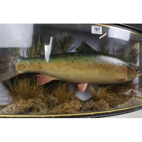 167 - Taxidermy - Sea Trout in a naturalistic setting, housed within an ebonised & glazed bow-fronted wood... 