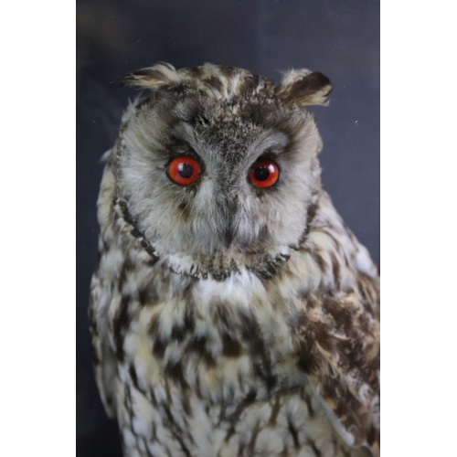 182 - Taxidermy - A Long-Eared Owl, perched in a naturalistic setting, housed within a glazed wooden case,... 