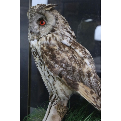 182 - Taxidermy - A Long-Eared Owl, perched in a naturalistic setting, housed within a glazed wooden case,... 