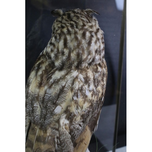 182 - Taxidermy - A Long-Eared Owl, perched in a naturalistic setting, housed within a glazed wooden case,... 