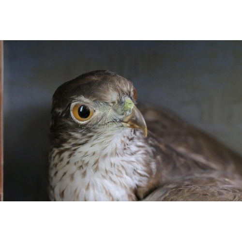 187 - Taxidermy - A Sparrowhawk perched on a rock in a naturalistic setting, within a wooden display case ... 