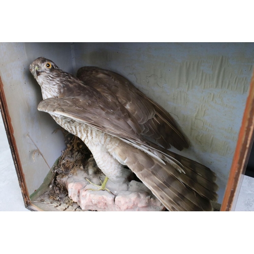 187 - Taxidermy - A Sparrowhawk perched on a rock in a naturalistic setting, within a wooden display case ... 