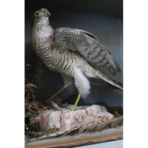 187 - Taxidermy - A Sparrowhawk perched on a rock in a naturalistic setting, within a wooden display case ... 