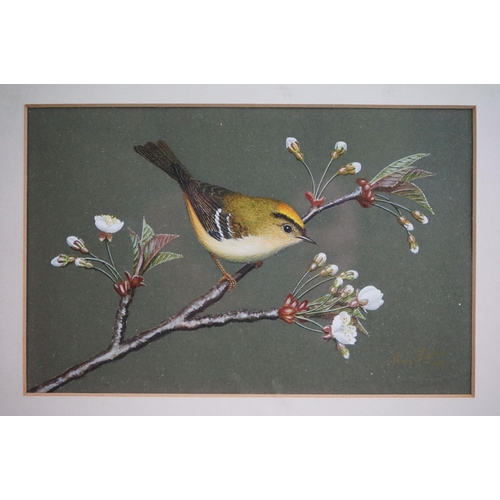 473 - Ray Styles, a fine framed and glazed watercolour of a goldcrest perched on flowering blossom