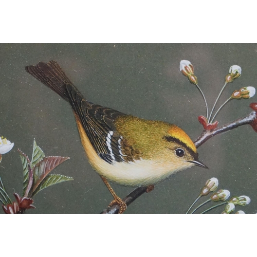 473 - Ray Styles, a fine framed and glazed watercolour of a goldcrest perched on flowering blossom