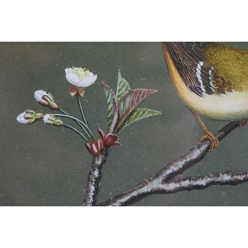 473 - Ray Styles, a fine framed and glazed watercolour of a goldcrest perched on flowering blossom