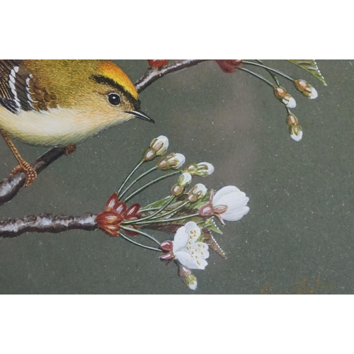 473 - Ray Styles, a fine framed and glazed watercolour of a goldcrest perched on flowering blossom