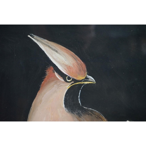 479 - Oil on Paper of Two Jay Birds on a Branch signed D K Thomas, 59cm x 48cm, framed and glazed