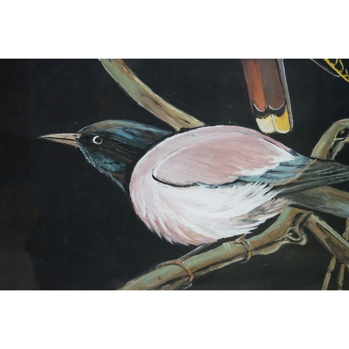 479 - Oil on Paper of Two Jay Birds on a Branch signed D K Thomas, 59cm x 48cm, framed and glazed