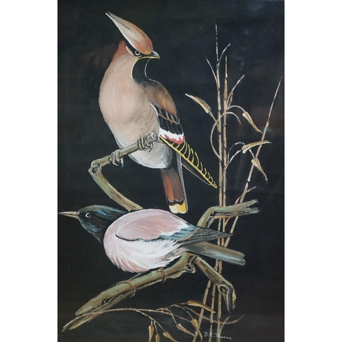 479 - Oil on Paper of Two Jay Birds on a Branch signed D K Thomas, 59cm x 48cm, framed and glazed