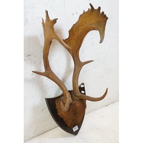 507 - Set of Red Deer Antlers with skin covered frontlet, mounted on a shield shape plinth, 80cm high