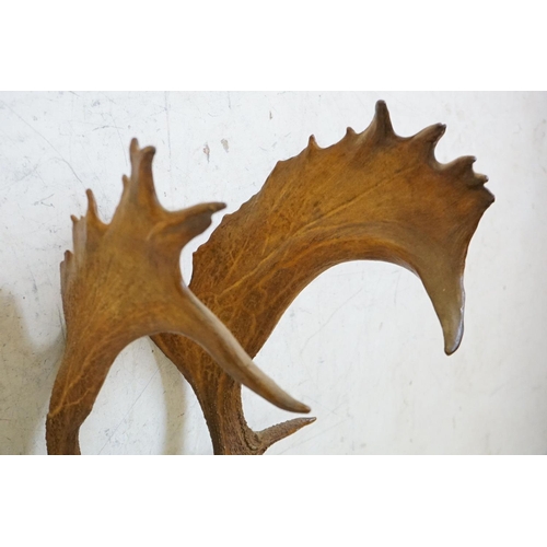 507 - Set of Red Deer Antlers with skin covered frontlet, mounted on a shield shape plinth, 80cm high