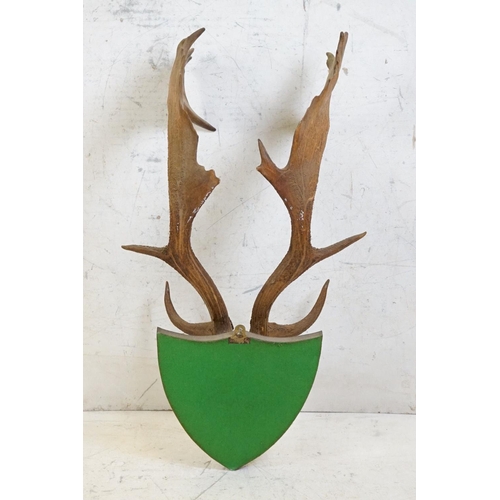 507 - Set of Red Deer Antlers with skin covered frontlet, mounted on a shield shape plinth, 80cm high