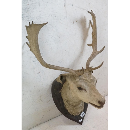 508 - Taxidermy - Stags Head with Antlers mounted on a shield shape plinth, 90cm high