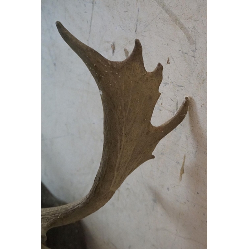 508 - Taxidermy - Stags Head with Antlers mounted on a shield shape plinth, 90cm high