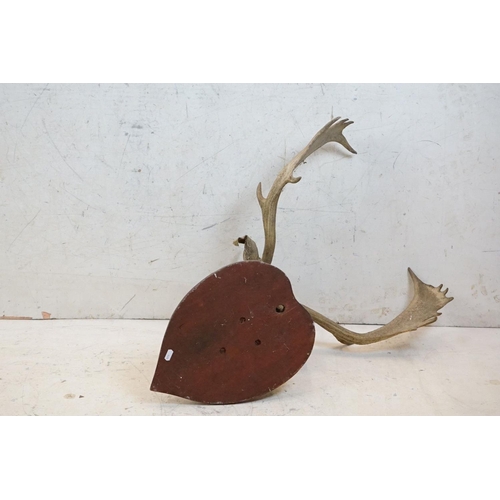 508 - Taxidermy - Stags Head with Antlers mounted on a shield shape plinth, 90cm high