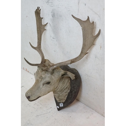 508 - Taxidermy - Stags Head with Antlers mounted on a shield shape plinth, 90cm high