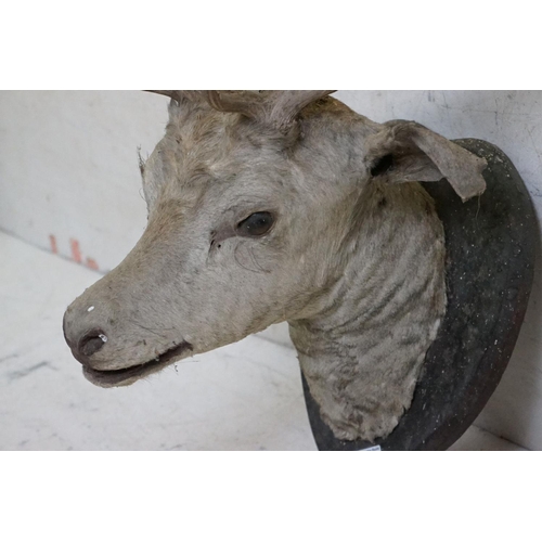 508 - Taxidermy - Stags Head with Antlers mounted on a shield shape plinth, 90cm high