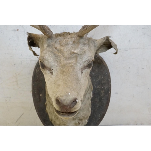 508 - Taxidermy - Stags Head with Antlers mounted on a shield shape plinth, 90cm high