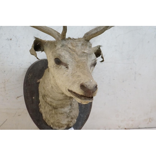 508 - Taxidermy - Stags Head with Antlers mounted on a shield shape plinth, 90cm high