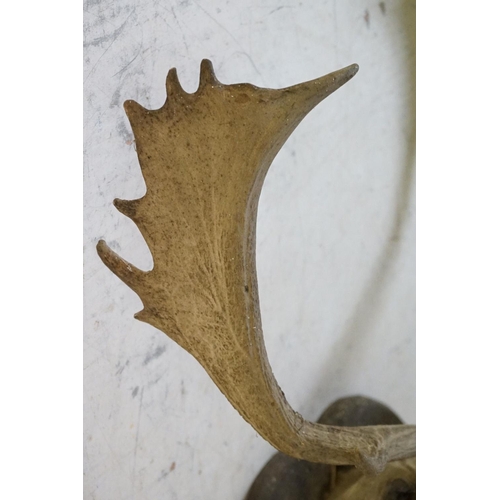 508 - Taxidermy - Stags Head with Antlers mounted on a shield shape plinth, 90cm high