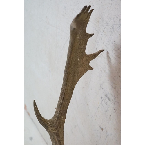 508 - Taxidermy - Stags Head with Antlers mounted on a shield shape plinth, 90cm high