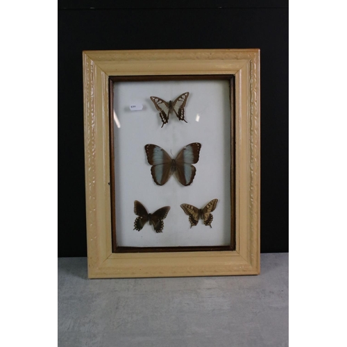 161 - Taxidermy - Two Framed Butterfly Displays, each housing four mounted specimens, glazed (measure appr... 