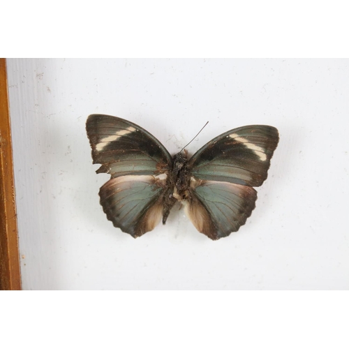 161 - Taxidermy - Two Framed Butterfly Displays, each housing four mounted specimens, glazed (measure appr... 