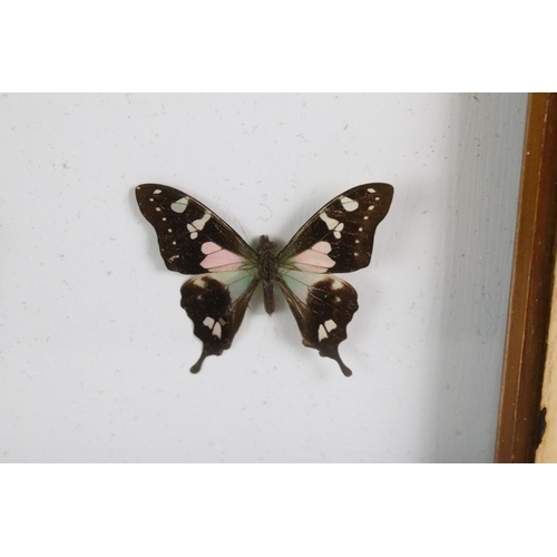 161 - Taxidermy - Two Framed Butterfly Displays, each housing four mounted specimens, glazed (measure appr... 