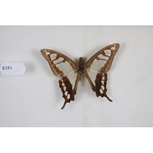 161 - Taxidermy - Two Framed Butterfly Displays, each housing four mounted specimens, glazed (measure appr... 