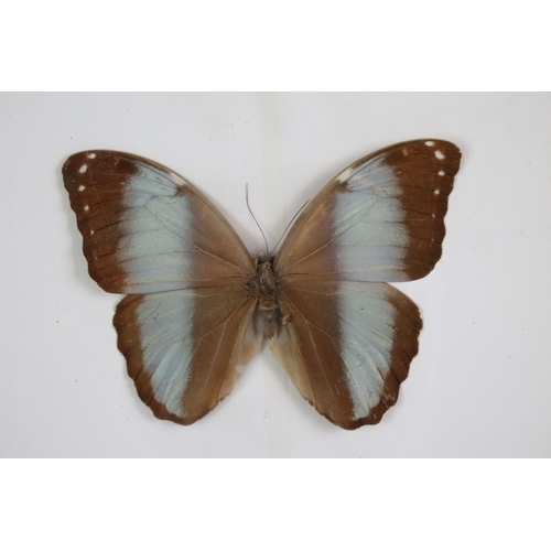 161 - Taxidermy - Two Framed Butterfly Displays, each housing four mounted specimens, glazed (measure appr... 