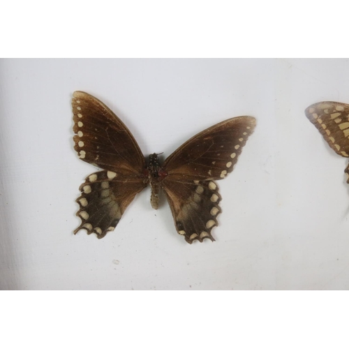 161 - Taxidermy - Two Framed Butterfly Displays, each housing four mounted specimens, glazed (measure appr... 