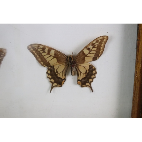 161 - Taxidermy - Two Framed Butterfly Displays, each housing four mounted specimens, glazed (measure appr... 