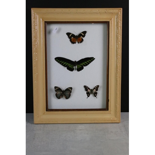 161 - Taxidermy - Two Framed Butterfly Displays, each housing four mounted specimens, glazed (measure appr... 